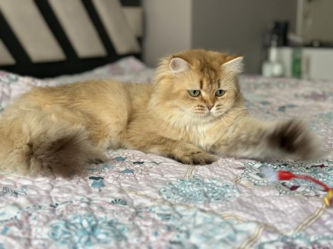 Dişi british longhair