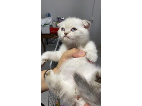 2 aylık kedilerimiz