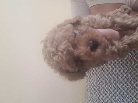 Toy poodle kore
