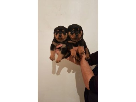 Irk garantili rottweiler yavrular