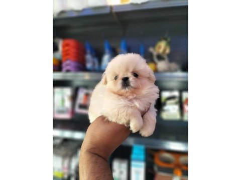 Üst kalite pekinese yavru isteyene
