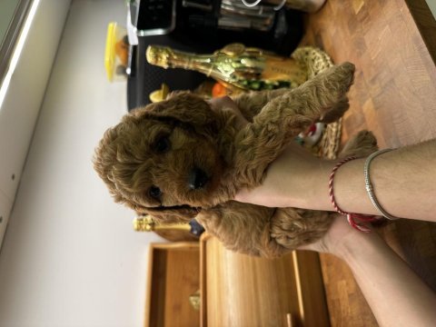 Harika red brown toy poodle
