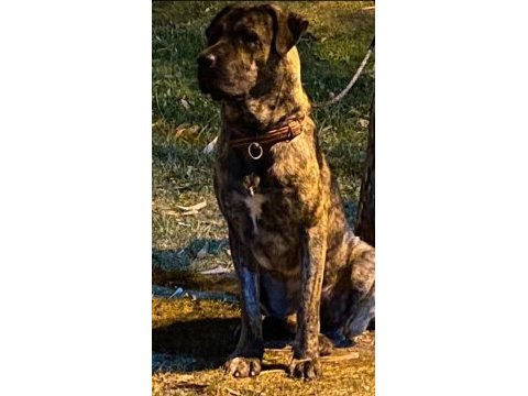 Akbaş kırması köpeğimiz