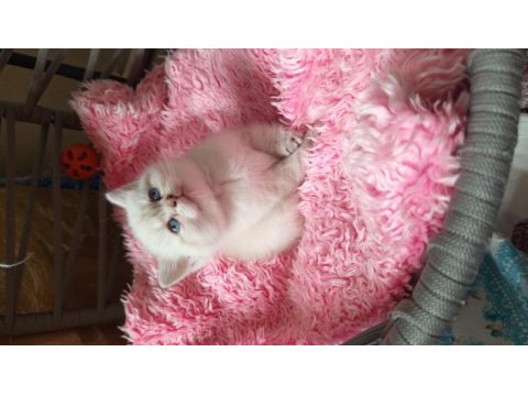 British shorthair oğlumuza ve kızımıza yuva arıyoruz