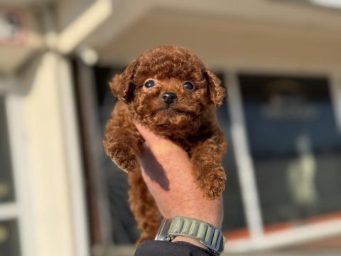 Petmode köpek çiftliğinden tea cup kore poodle