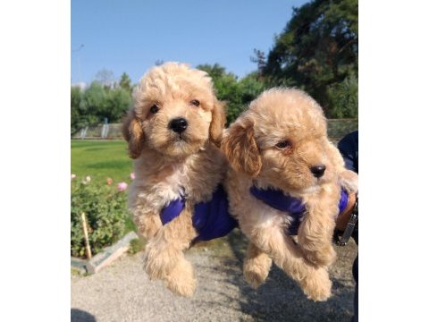Apricot poodle bebişler
