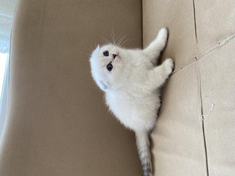 Maviş gözlü scottish fold yavrular