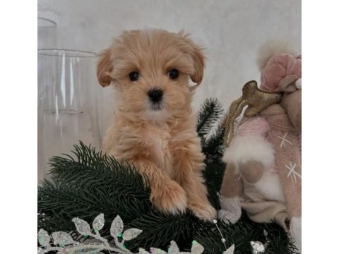 Maltipoo mini sevimli bebekler 