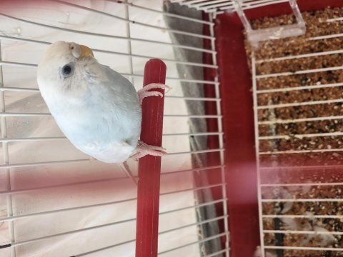 Erkek muhabbet kuşu – özel renk