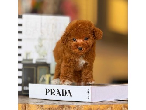Tatlı toy poodle bebeklerimiz