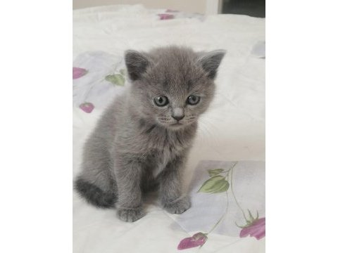 British shorthair scottish fold yavruları