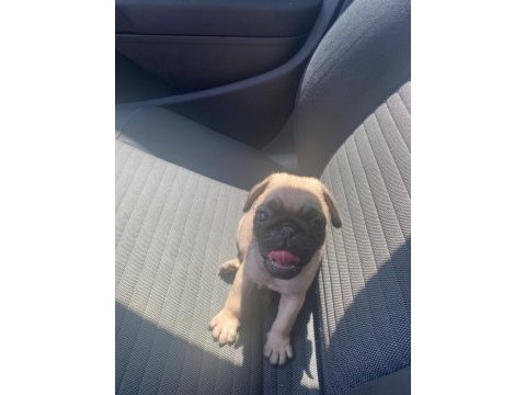 45 günlük sıfır burun gül kuyruk erkek pug