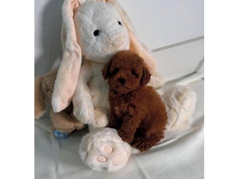 Oyuncu ve safkan toy poodle bebekler