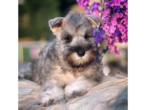 Fcı şecereli miniature schnauzer