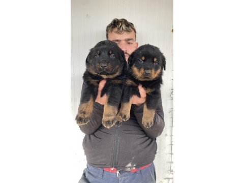 Üst kalite rottweiler yavruları
