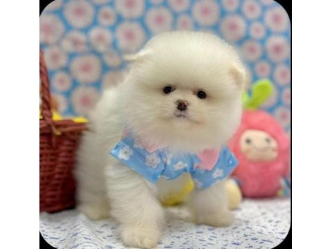 Safkan pomeranian yavrular