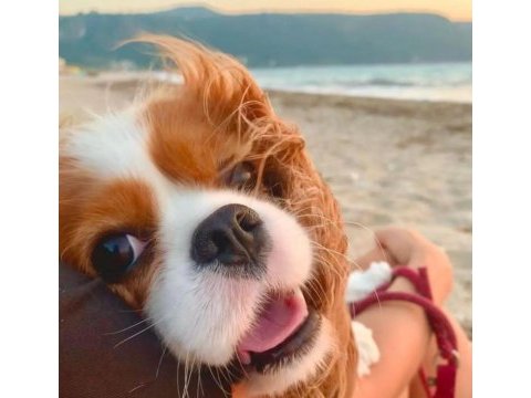 10 aylık cavalier king charles dişi kızımız