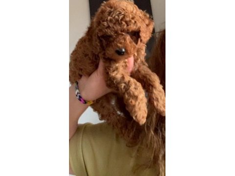 Kore - red brown - a kalite bebek yüzlü poodle