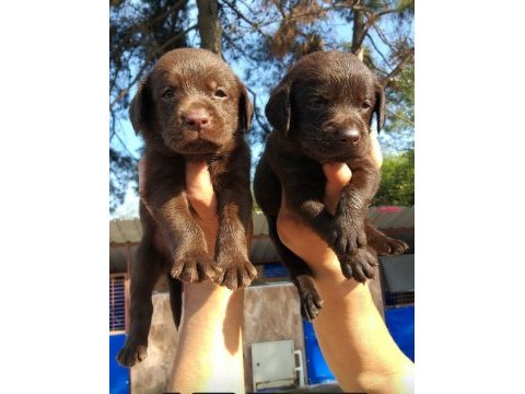 Çikolata nutella labrador tatlışlar
