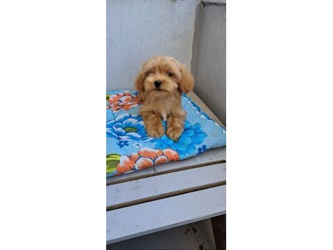 Orjinal bebek yüzlü maltipoo yavrular
