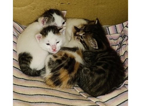 4 yavruya acil yuva arıyoruz