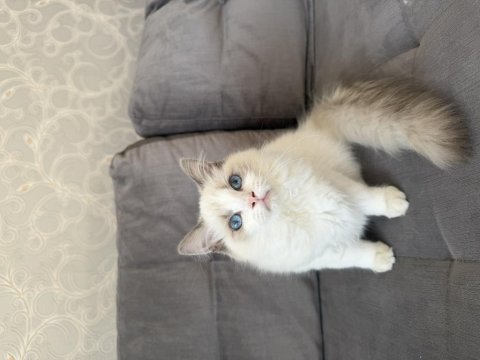 4.5 aylık şecereli show kalite ragdoll yavrusu