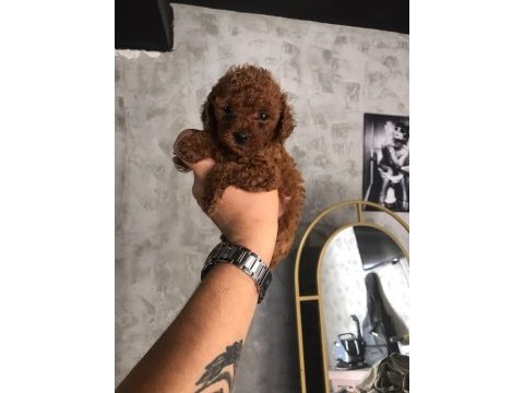 Poodle yavru köpekler