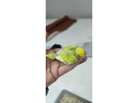 Rezerveye acık yavru muhabbet kuşları yer istanbul