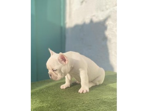Blue tan platinum anatomi harikası egzotik french bulldog