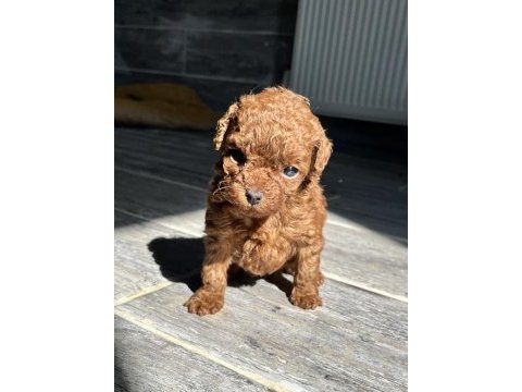 Red brown kore toy poodle yavrularımız