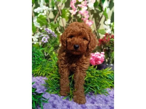 Poodle yavrularımız ırk garantilidir