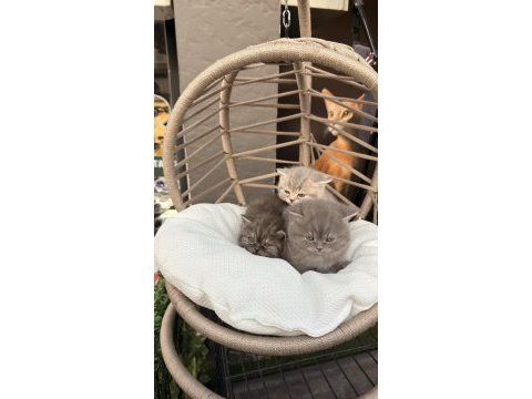 Sütten kesilmiş minik bebek yavru kediler