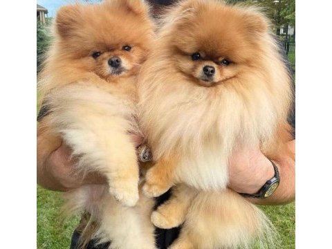 Ayı surat pomeranian