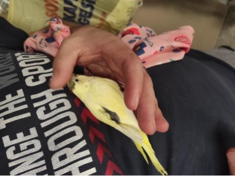 Sağlıklı yeni yeme düşmüş yavru muhabbet kuşları