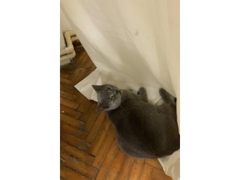 Kedimiz yeni sıcak yuvasını bekliyor