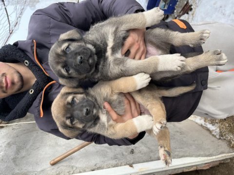 Yurt içi her yere gönderim sağlanır sivas kangalı