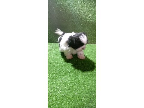 Dişi shih tzu bebeğim