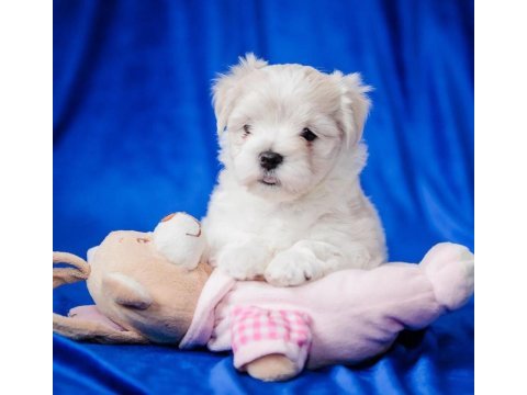 Maltese köpeği yavruları