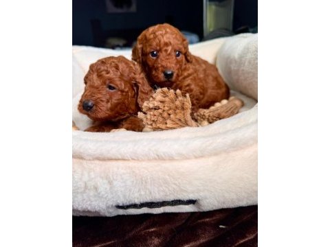 Toy poodle ırk garantili yavrular