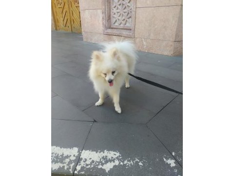 Pomeranian ciğer boo