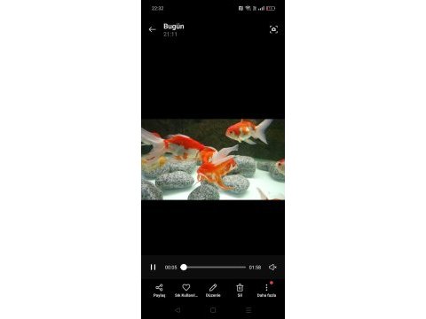 Pasifik petshop dan xxl orando japonlar