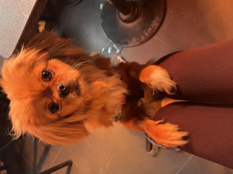 Sivas/merkez pekinez köpeğimiz (ücretlidir)