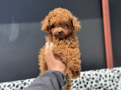 Petmode köpek çiftliğinden tea cup kore poodle