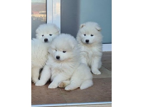 60 65 günlük samoyed yavruları