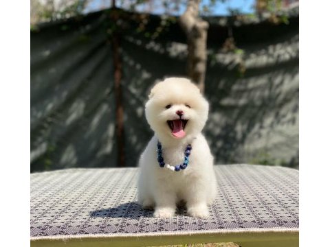 Pomeranian boo yavrular
