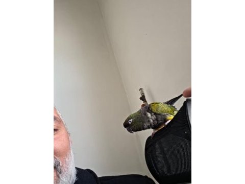 Full evcil patagonya konur (bebek gibi sevdirir)