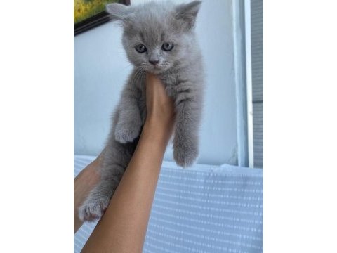 5 dişi lilac british shorthair yeni yuvalarına hazır