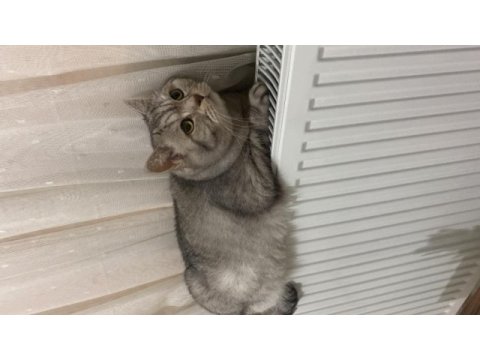 Ücretsiz british whiskas sahiplendirme