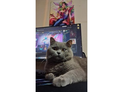 Scottish fold için ömürlük yuva arıyoruz!