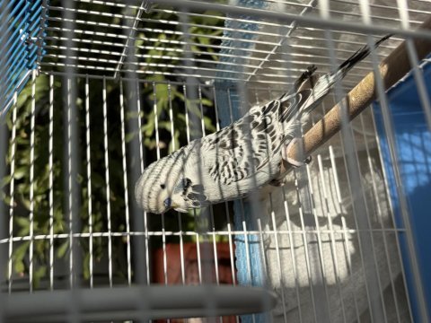 Jumbo muhabbet kuşu